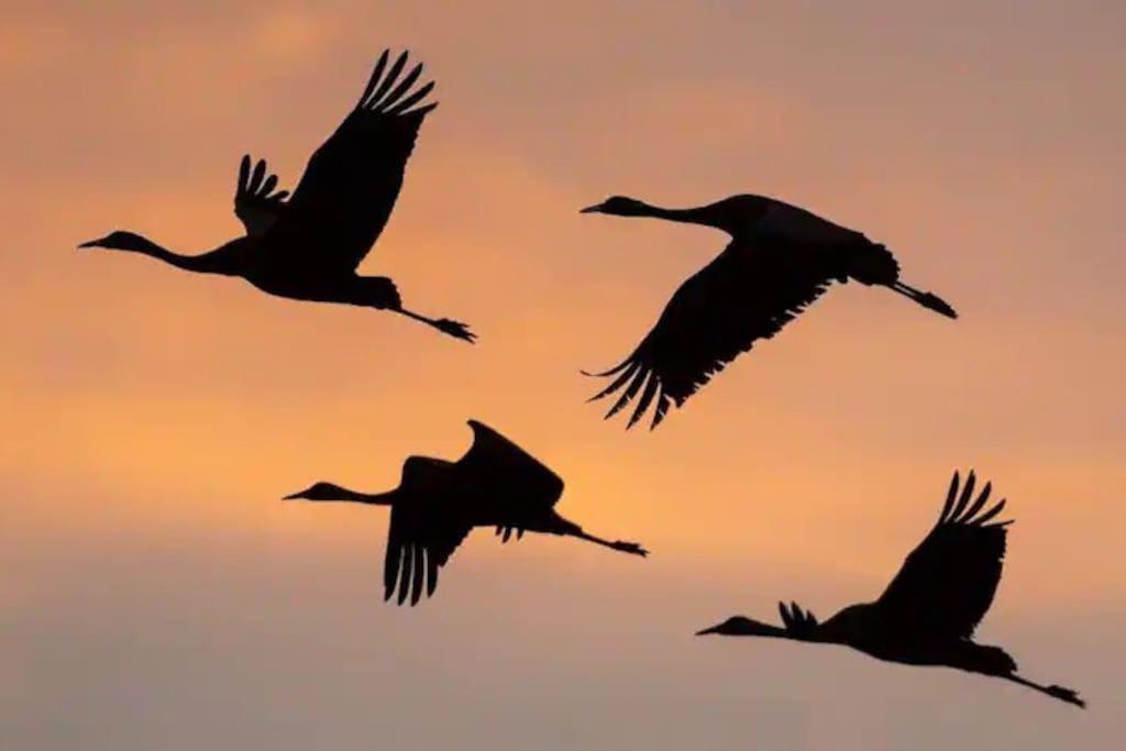 Sejour Bucolique Au Lac Du Der Giffaumont-Champaubert Dış mekan fotoğraf